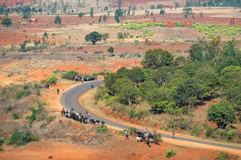 Farmers driving zebus along winding country road to the zebu market at Ambalavao