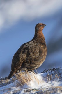 Red grouse