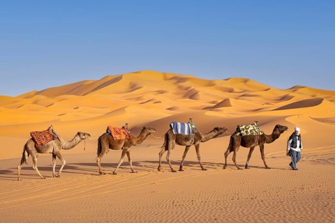 Berber cameleer leading caravan of dromedary camels through sand dunes of Erg Chebbi