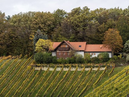 Vineyards in autumn