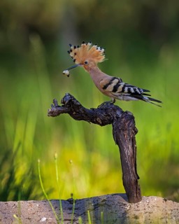 Hoopoe