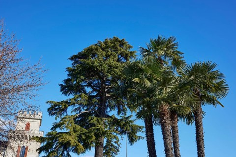 Chusan palm