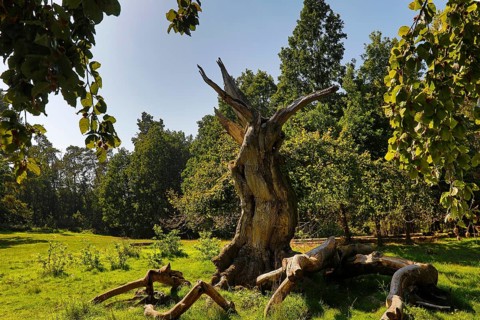 Ancient copper beech