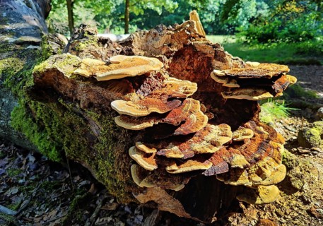 Hutewald Halloh