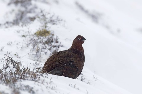 Red grouse