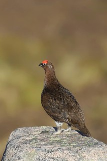 Red grouse