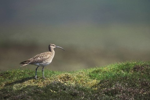 Whimbrel