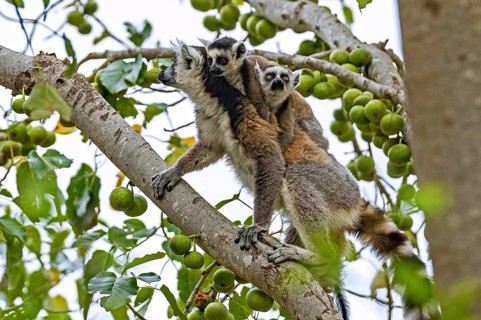 Ring-tailed lemur