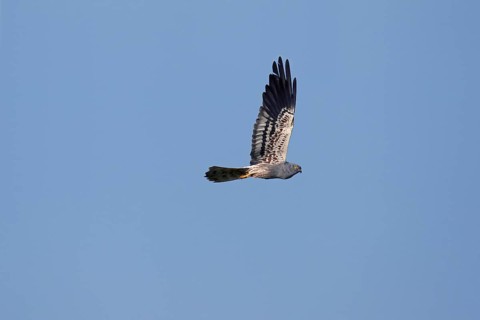Montagu's harrier