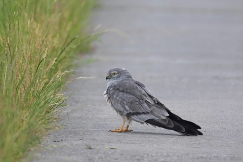 Montagu's harrier