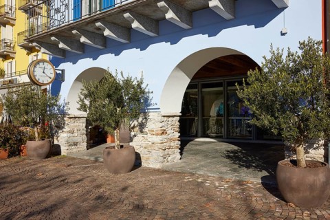 Olive trees