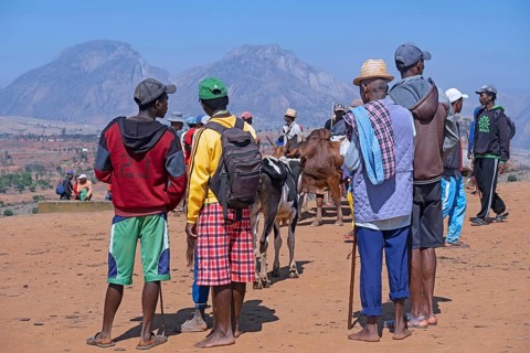 Malagasy herdsmen and farmers selling zebus at zebu market in the city Ambalavao