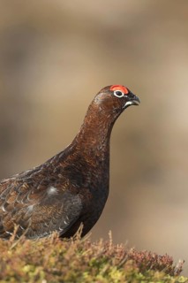 Red grouse