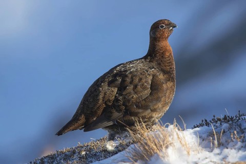Red grouse