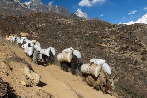 Yaks
