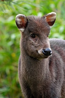 Animal portrait