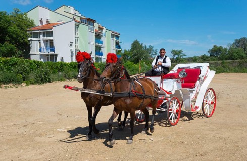 Two brown horses pulling a white carriage with a driver