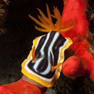 Extreme close-up of pyjama nudibranch
