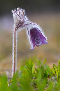 Small pasque flower