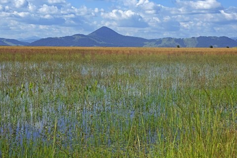 Marshland
