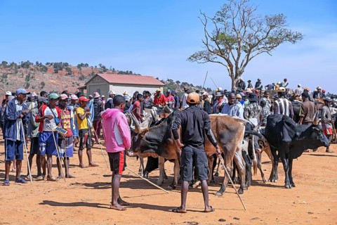 Malagasy herdsmen and farmers selling zebus at zebu market in the city Ambalavao