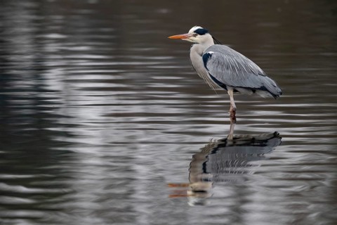 A grey heron reflected in the waves, Lake Kemnader, Ruhr area, North Rhine-Westphalia, Germany,