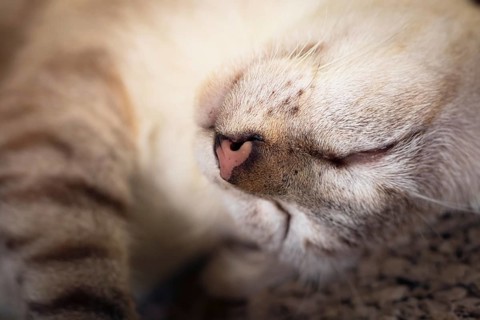 Close-up of a siamese sleeping pet cat with emphasis on its cute whiskers, cozy comfort at home