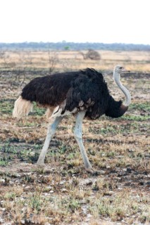 African ostrich (Struthio camelus) in the savannah in Etosha National Park, bird animal, bird,