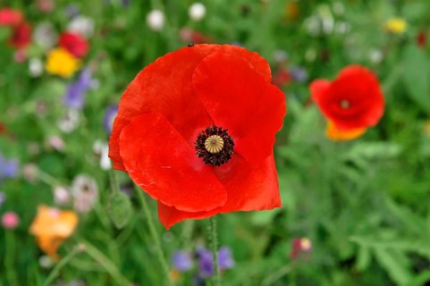 Colourful flower meadow, Schwaebisch Gmuend, Baden-Wuerttemberg, Germany, Europe