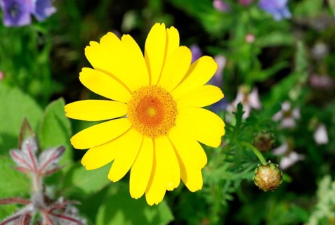 Golden marguerite (Anthemis tinctoria), medicinal plant, in a colourful flower meadow,