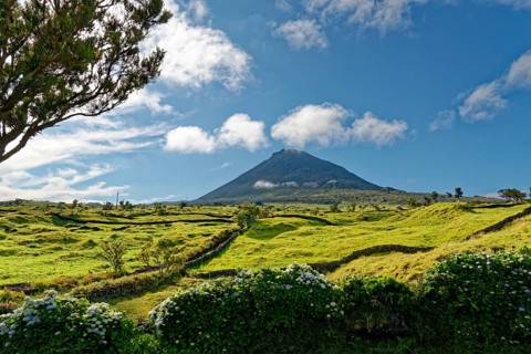 Green lush meadows with the Pico volcano and a magnificent hydrangea hedge in the foreground,