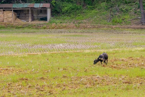 Adult black Bengal goat with horns straining against rope to reach grass in open field with barn in