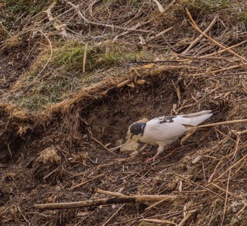 White pigeon on a hill hunting for food