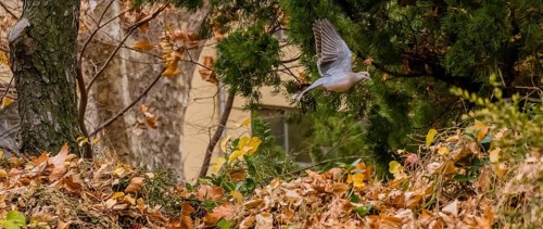 Oriental turtledove in flight over bushes and dry leaves