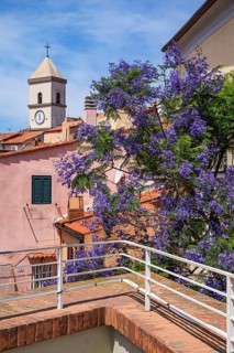 Flowering Jacaranda tree, (Bignoniceae) behind the church of Santa Maria, Capoliveri, Elba, Tuscan