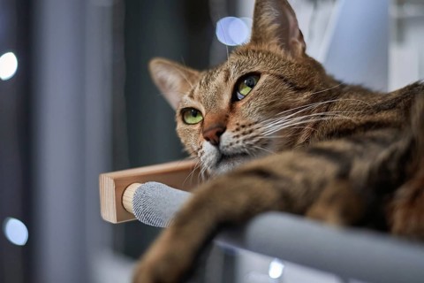 Image of a purebred Bengal cat lying on a hammock attached to a heater. Pet care concept. Mixed