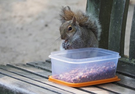 Grey squirrel Sciurus carolinensis mammal animal