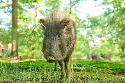 Chacoan peccary (Chaco peccary) on a meadow, Bavaria, Germany, Europe