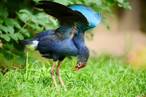Western swamphen (Porphyrio porphyrio) on a meadow, Bavaria, Germany, Europe