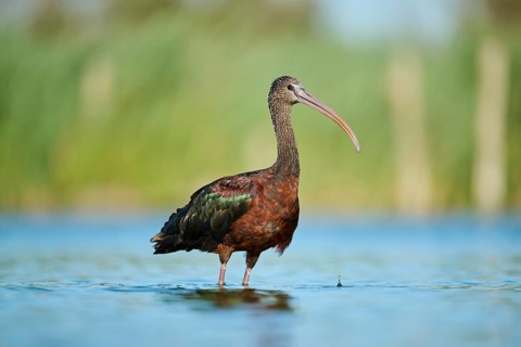 Glossy ibis (Plegadis falcinellus) walking in the water, hunting, Parc Naturel Regional de