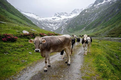 Cows on the alpine meadow, Schlegeisgrund valley, glaciated mountain peaks Hoher Weiszint and