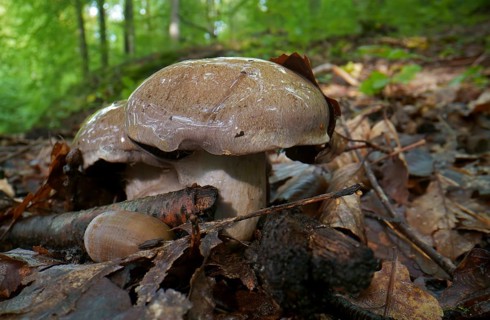 Pale boletus (Boletus impolitus), autumn forest, fruiting body, Hesse, Germany, Europe