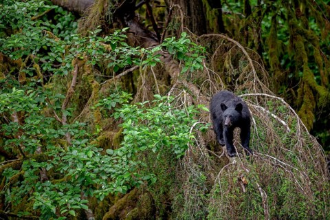 American Black Bear standing on a tree in the rainforest, head-on, curious, summer, Kake, Southeast
