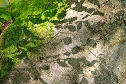 Shadow play on tree bark or bark, old copper beech (Fagus sylvatica) and moss, Hutewald Halloh