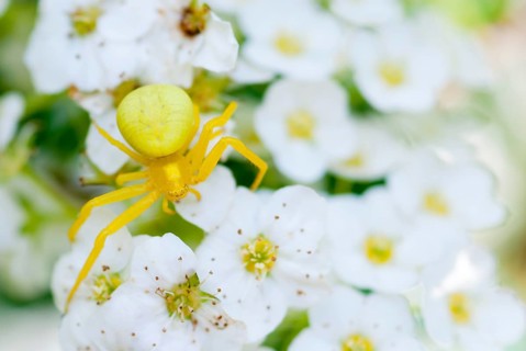 Goldenrod crab spider (Misumena vatia), yellow, lurking for prey on white-yellow flowers, spirea