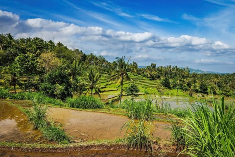 Green rice terraces on Bali island
