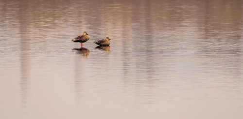 Two Eastern spot-billed ducks, one with its mouth open, in a lake in South Korea