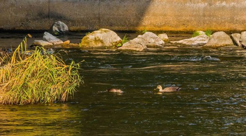 Two spot-billed ducks together next to a green bush in a flowing river near a bridge pylon