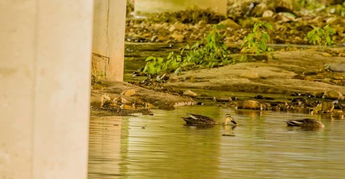 Two spot-billed ducks looking for food in shallow river under concrete bridge on sunny day