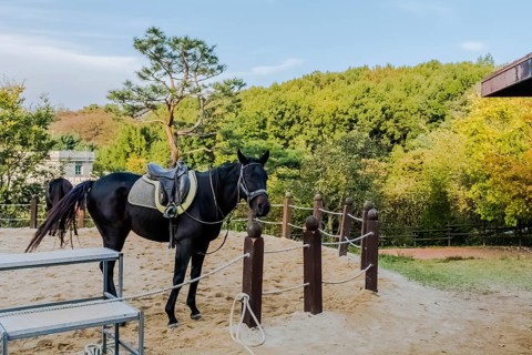 Adult horse wearing saddle and bridle standing close to rope fence inside sandy riding enclosure at